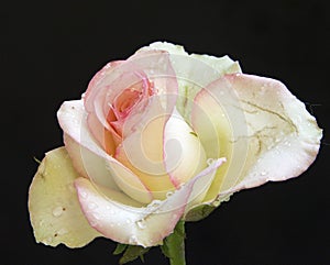 Beautiful rose