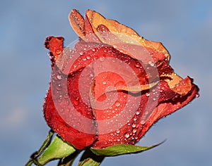 Beautiful rose