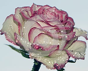 Beautiful rose