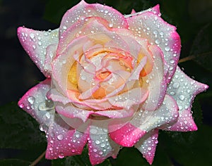 Beautiful rose