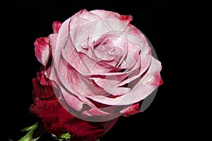 Beautiful rose