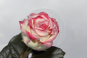 Beautiful rose