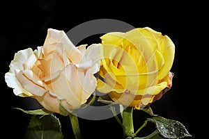 Beautiful rose