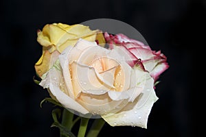 Beautiful rose