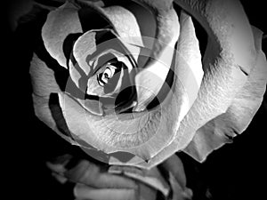 Beautiful rose with ammonite pendant on black and white image