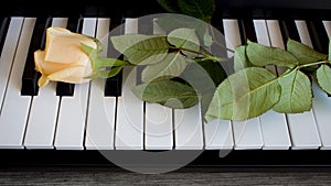 Beautiful rose on black and white piano keys, international women`s day, mother`s day, romance, love, flowers
