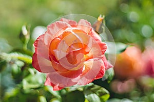 Beautiful rose in a bloom. Orange rose color