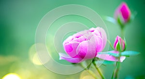 Beautiful Rose blooming in summer garden. Pink Roses flowers growing outdoors, nature, blossoming flower art design in sun light