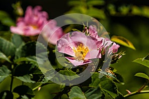 Beautiful rose branches pink