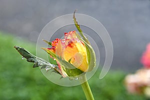 Beautiful rose bud of a pink and orange Rose