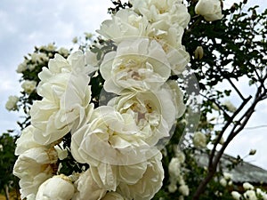 Beautiful rose bush Rosa spinosissima with white flower petals close-up