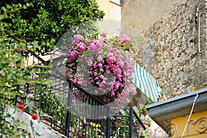 Beautiful rose bushes blossoming on the street of Corniglia in the middle of the five centuries-old villages of Cinque Terre,