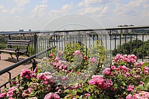 Beautiful rose bushes and a view of the Danube and the city of Novi Sad in the background from the Petrovaradin fortress, Novi Sad