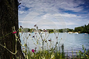 Beautiful rose campion flowers by the lake under blue cloudy sky