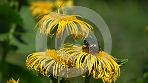 Beautiful rose chafer bug Cetonia aurata on medical Elecampane Inula helenium