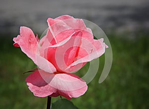 beautiful rose with drops of dew in the morning rays