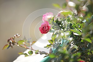 Beautiful rose flower 2