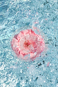 beautiful rose flower in blue water