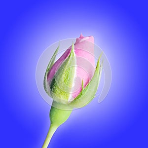 Beautiful Rose Flower Bud on Blue Background
