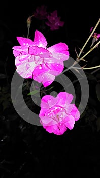 Beautiful rose flower click at night