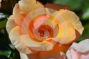 Delicate Tea Rose with yellow orange petals