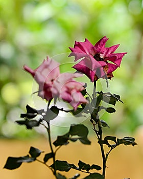 The Beautiful rose Flower in the garden