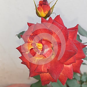 Beautiful Rose flower grown in garden