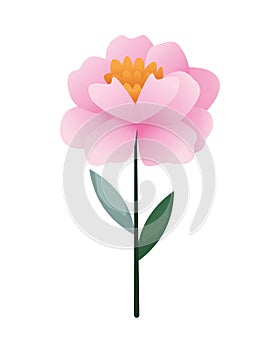 Beautiful rose flower with leafs garden decorative icon