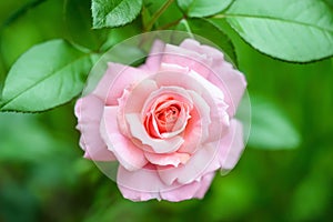 Beautiful Rose Flower on Natural Green Background