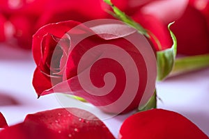 Beautiful rose flower over red petals