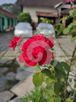 Beautiful rose flower in a park