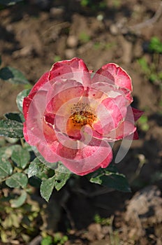 Beautiful rose flower in the rose garden Chandigarh India.