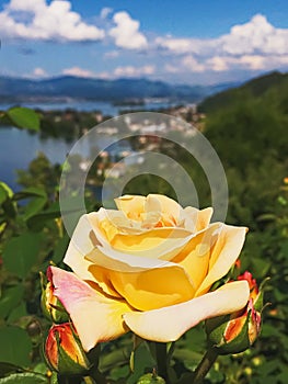 Beautiful rose flower in Swiss garden, lake, mountains and blue sky in Wollerau on background, nature of Switzerland