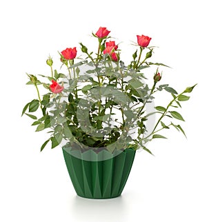 Beautiful rose in flowerpot