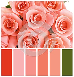 Beautiful rose flowers as background. Palette with living coral color