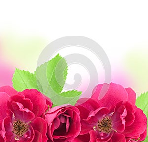 Beautiful Rose Flowers Background