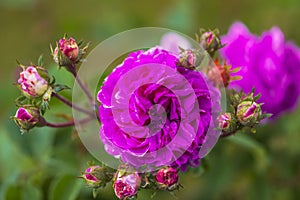 Beautiful rose flowers in the garden