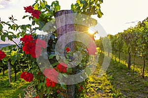 Beautiful rose flowers and vineyard in Vipava valley, Slovenia