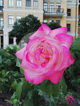 Beautiful rose in the garden