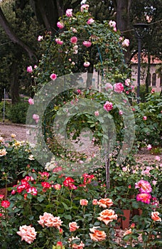 Beautiful rose garden with arch in the park of Perugia