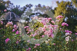 Beautiful rose garden of Descanso Garden photo