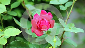 Beautiful rose in garden, pink and red flower with green background.