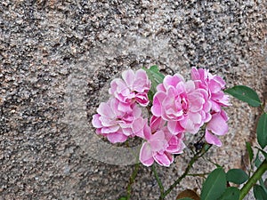 Beautiful rose in the garden on the streets photo