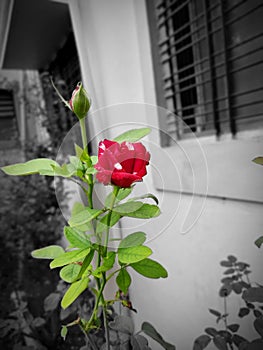beautiful rose image