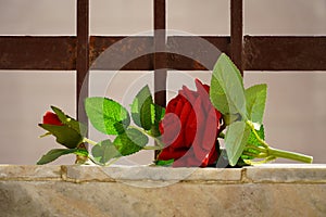 Beautiful rose image