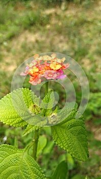 Beautiful rose the jungel of nature ilove it