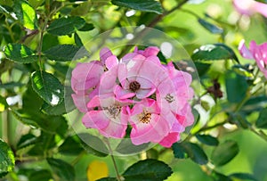 Beautiful rose (lat.- rosa multiflora photo