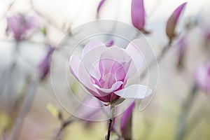 Beautiful rose magnolia blossom in spring