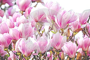 Beautiful rose magnolia blossom in spring