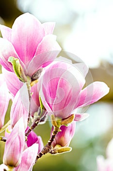 Beautiful rose magnolia blossom in spring